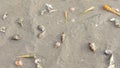 Hermit crab walking on beach