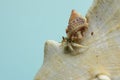 A hermit crab is walking slowly on the shell of a large dead hermit crab. Royalty Free Stock Photo