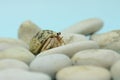A hermit crab is walking slowly on the shell of a large dead hermit crab. Royalty Free Stock Photo