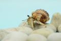 A hermit crab is walking slowly on the shell of a large dead hermit crab. Royalty Free Stock Photo