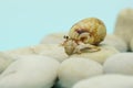 A hermit crab is walking slowly on the shell of a large dead hermit crab. Royalty Free Stock Photo