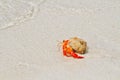 Hermit crab walking toward the sea