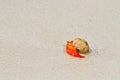 Hermit crab walking toward the sea