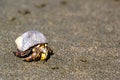 The hermit crab Royalty Free Stock Photo
