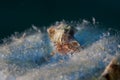 Hermit Crab on water bottle Royalty Free Stock Photo