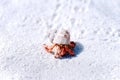 Hermit crab on a white sand beach Royalty Free Stock Photo