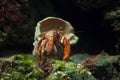 Hermit crab (Pagurus prideaux).