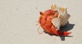 Hermit crab, zanzibar, tanzania