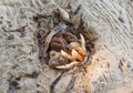 Hermit crabs on the beach, Poivre Island, Seychelles.