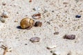 Hermit crabs on beach