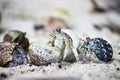 Hermit crabs on the beach