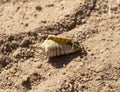 Hermit crabs decapod crustaceans of the superfamily Paguroidea. Royalty Free Stock Photo