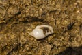 Hermit crabs decapod crustaceans of the superfamily Paguroidea. Royalty Free Stock Photo