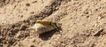 Hermit crabs decapod crustaceans of the superfamily Paguroidea. Royalty Free Stock Photo