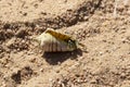 Hermit crabs decapod crustaceans of the superfamily Paguroidea. Royalty Free Stock Photo