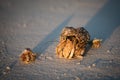 Hermit crabs Royalty Free Stock Photo