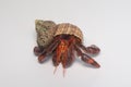 Hermit crabs isolated on white background with selective focus. Hermit crabs are decapod crustaceans of the superfamily Royalty Free Stock Photo