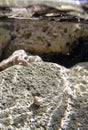 Hermit crabs underwater vertical shot