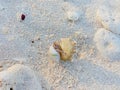 Hermit crabs on the white sand beach want to change their shells to bigger shells