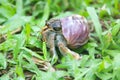 Hermit or diogenes crab in a beautiful gastropod shell