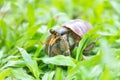 Hermit or diogenes crab in a beautiful gastropod shell Royalty Free Stock Photo