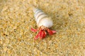 Hermit or diogenes crab in a beautiful gastropod shell Royalty Free Stock Photo