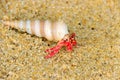 Hermit or diogenes crab in a beautiful gastropod shell Royalty Free Stock Photo