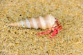 Hermit or diogenes crab in a beautiful gastropod shell