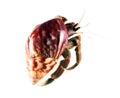 Hermit or diogenes crab in white background