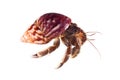 Hermit or diogenes crab in white background Royalty Free Stock Photo