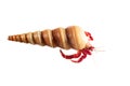 Hermit or diogenes crab in white background Royalty Free Stock Photo
