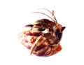 Hermit or diogenes crab in white background