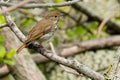 Hermit Thrush Royalty Free Stock Photo