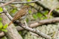 Hermit Thrush