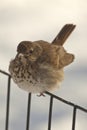 Hermit Thrush