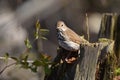 Hermit Thrush bird in forest Royalty Free Stock Photo