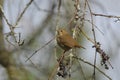 Hermit Thrush bird in forest Royalty Free Stock Photo