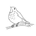 Hermit thrush bird illustration vector