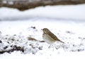 Hermit Thrush foraging in snow