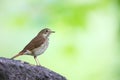 Hermit Thrush (Catharus guttatus faxoni)