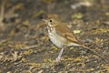 Hermit Thrush (Catharus guttatus faxoni) Royalty Free Stock Photo