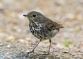 Hermit thrush on the ground in the La Lomita Bird and Wildlife Photography Ranch in Texas. Royalty Free Stock Photo