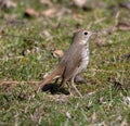 Hermit Thrush on Mowed Grass