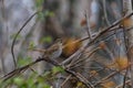 Hermit Thrush perched in a forest. Royalty Free Stock Photo