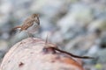 Hermit Thrush