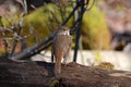 Hermit Thrush bird in forest Royalty Free Stock Photo