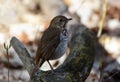 Hermit Thrush bird in forest Royalty Free Stock Photo