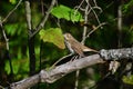 Hermit Thrush sits perched on a fallen tree Royalty Free Stock Photo