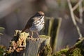 Hermit Thrush bird in forest Royalty Free Stock Photo