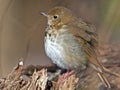 Hermit Thrush Royalty Free Stock Photo